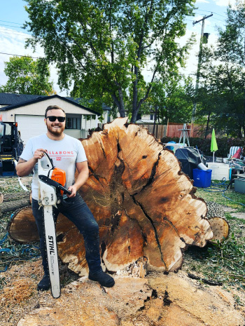 Man with chain saw standing beside cut tree trunk