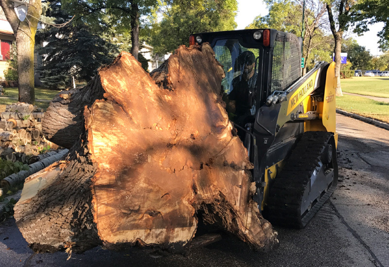 Large tree stump on skid steer